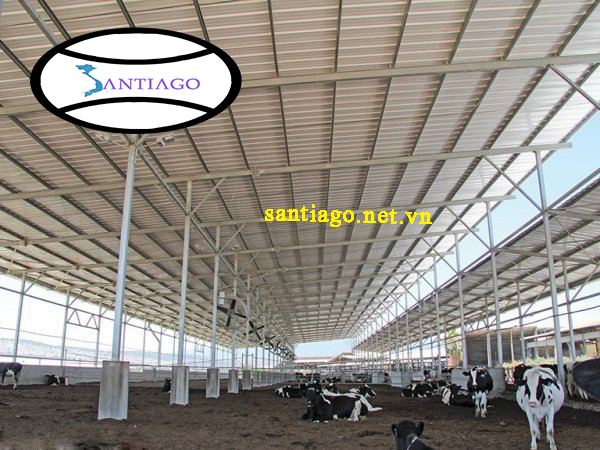 lợp tôn nhựa để chống hóa chất ăn mòn cho nông trại bò sữa