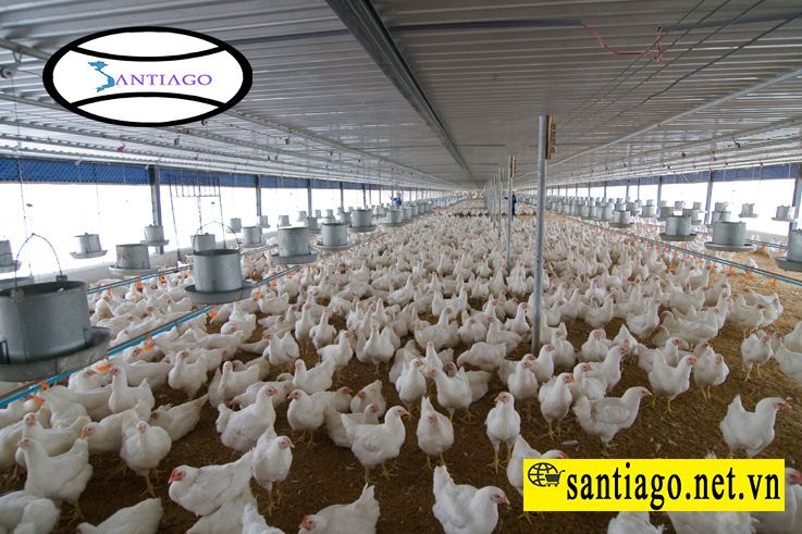 tôn nhựa lợp trang trại chăn nuôi gà nông nghiệp