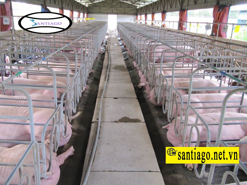 trang trại nuôi heo thịt lợp tôn nhựa để chống ăn mòn chống rỉ