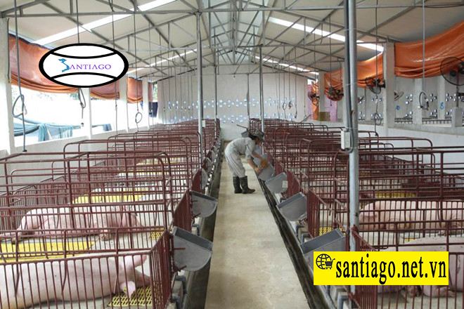 trang trại nuôi heo thịt lợp tôn nhựa để chống nóng
